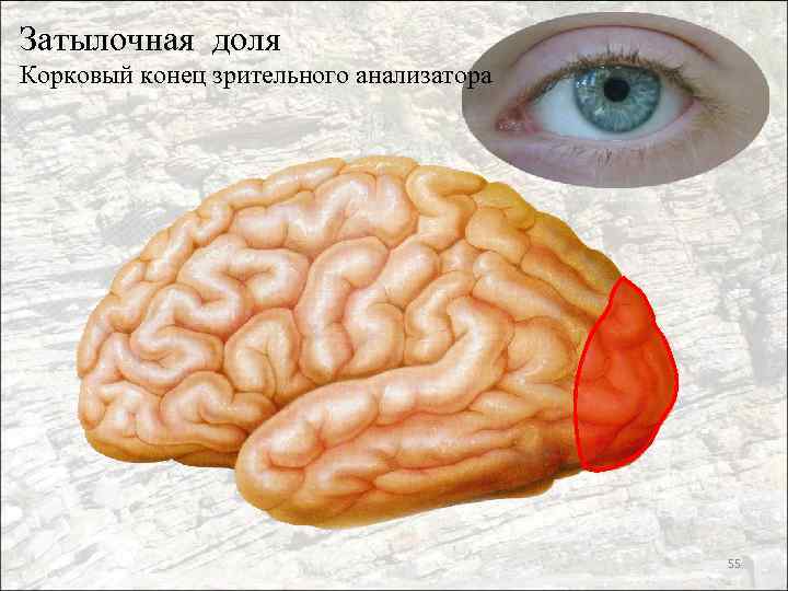 Затылочная доля Корковый конец зрительного анализатора 55 