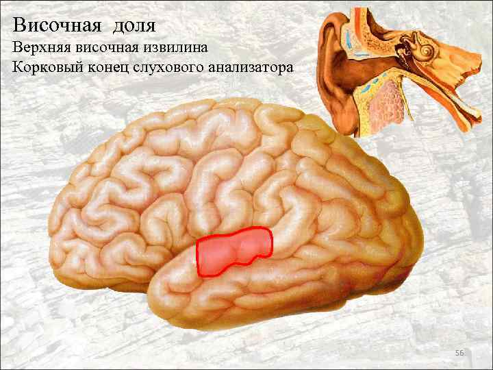 Височная доля Верхняя височная извилина Корковый конец слухового анализатора 56 