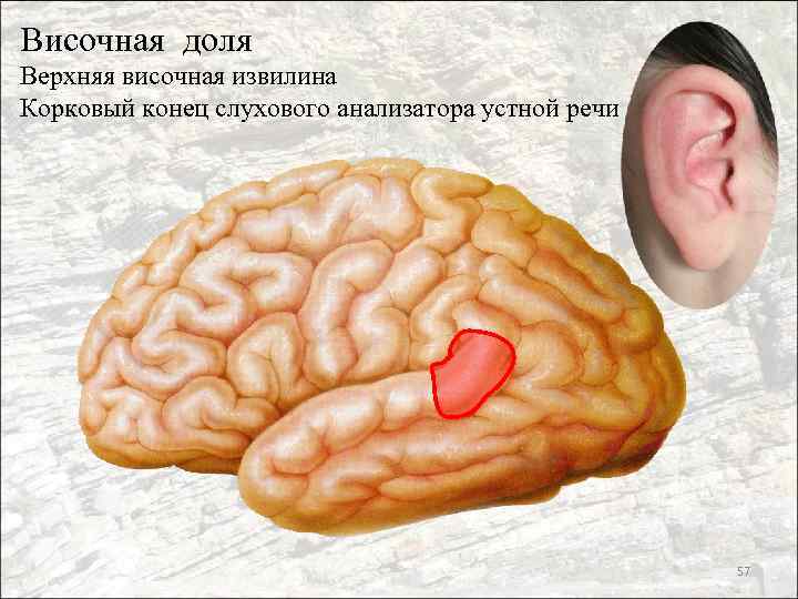 Височная доля Верхняя височная извилина Корковый конец слухового анализатора устной речи 57 