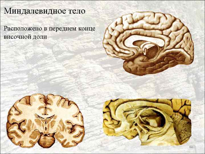 Миндалевидное тело Расположено в переднем конце височной доли 60 