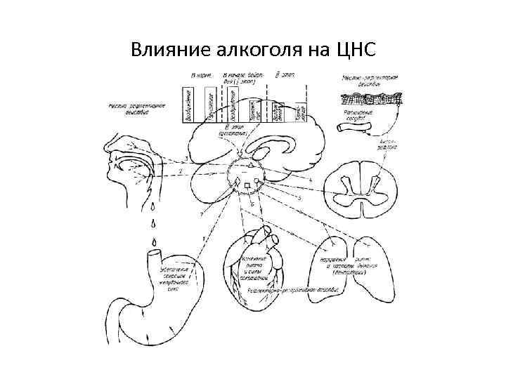 Влияние алкоголя на ЦНС 