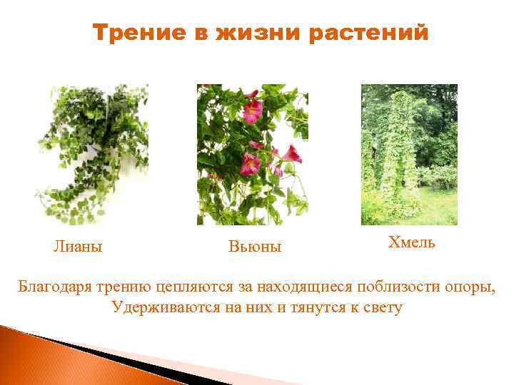 Трение в жизни растений Лианы Вьюны Хмель Благодаря трению цепляются за находящиеся поблизости опоры,