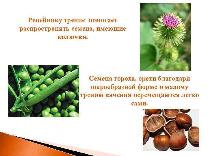 Репейнику трение помогает распространять семена, имеющие колючки. Семена гороха, орехи благодаря шарообразной форме и