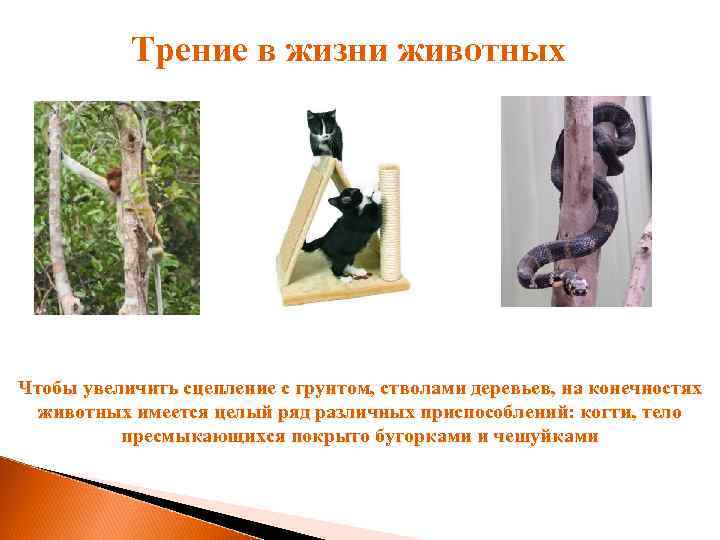 Трение в жизни животных Чтобы увеличить сцепление с грунтом, стволами деревьев, на конечностях животных