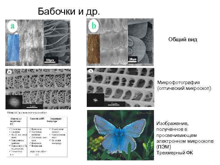 Бабочки и др. Общий вид Микрофотография (оптический микроскоп) Изображение, полученное в просвечивающем электронном микроскопе