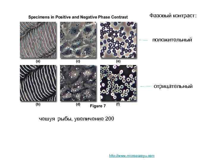 Фазовый контраст: положительный отрицательный чешуя рыбы, увеличение 200 http: //www. microscopyu. com 