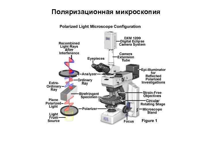 Поляризационная микроскопия 