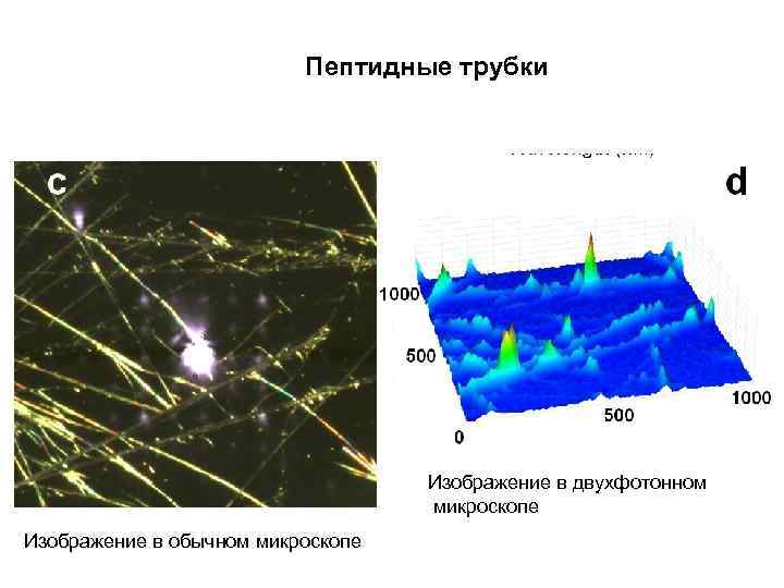 Пептидные трубки Изображение в двухфотонном микроскопе Изображение в обычном микроскопе 