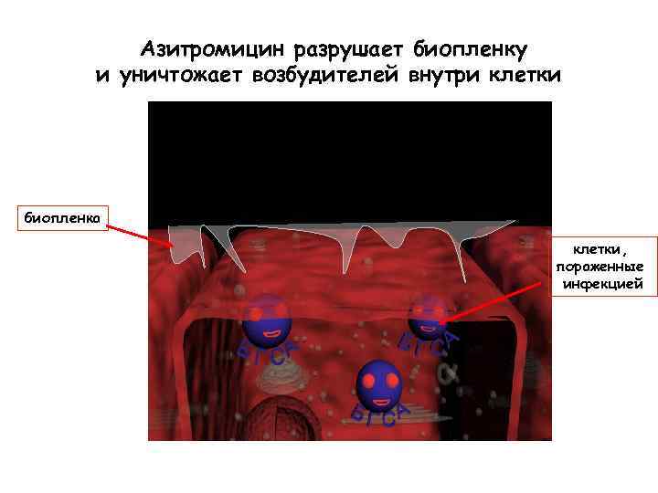 Азитромицин разрушает биопленку и уничтожает возбудителей внутри клетки биопленка клетки, пораженные инфекцией 