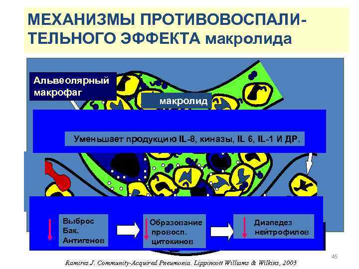 МЕХАНИЗМЫ ПРОТИВОВОСПАЛИТЕЛЬНОГО ЭФФЕКТА макролида Альвеолярный макрофаг макролид Уменьшает продукцию IL-8, киназы, IL 6, IL-1