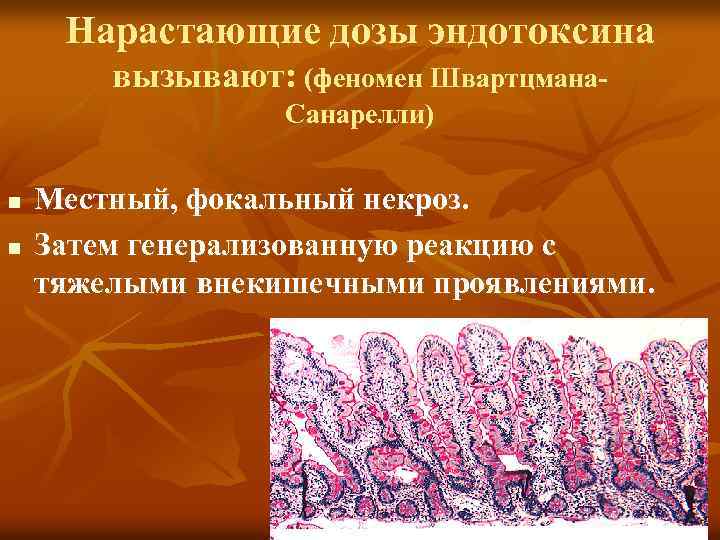 Нарастающие дозы эндотоксина вызывают: (феномен Швартцмана. Санарелли) n n Местный, фокальный некроз. Затем генерализованную