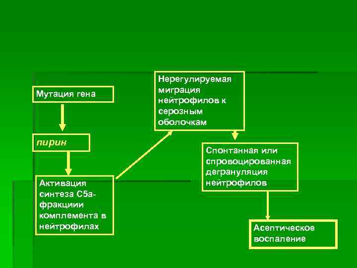 Мутация гена пирин Активация синтеза С 5 афракциии комплемента в нейтрофилах Нерегулируемая миграция нейтрофилов