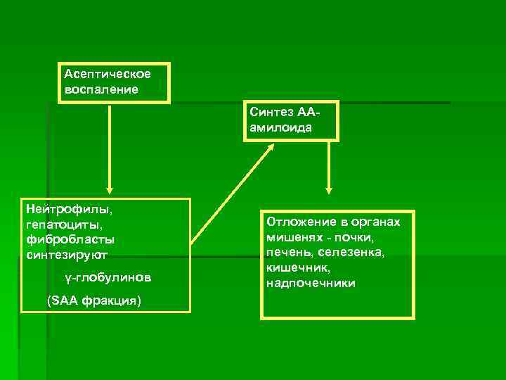 Асептическое воспаление Синтез ААамилоида Нейтрофилы, гепатоциты, фибробласты синтезируют ү-глобулинов (SАА фракция) Отложение в органах