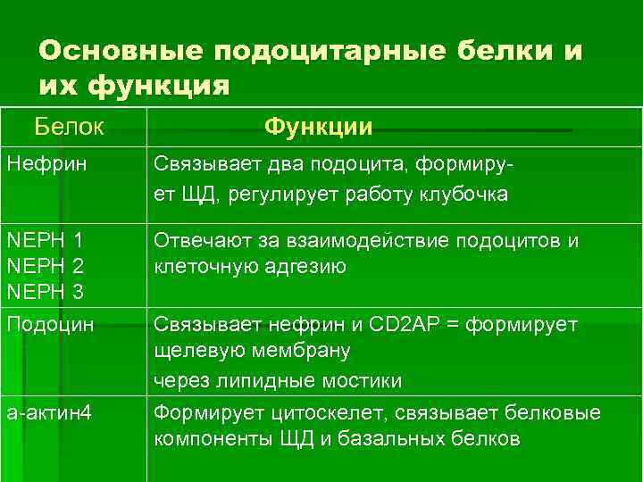 Основные подоцитарные белки и их функция Белок Функции Нефрин Связывает два подоцита, формирует ЩД,