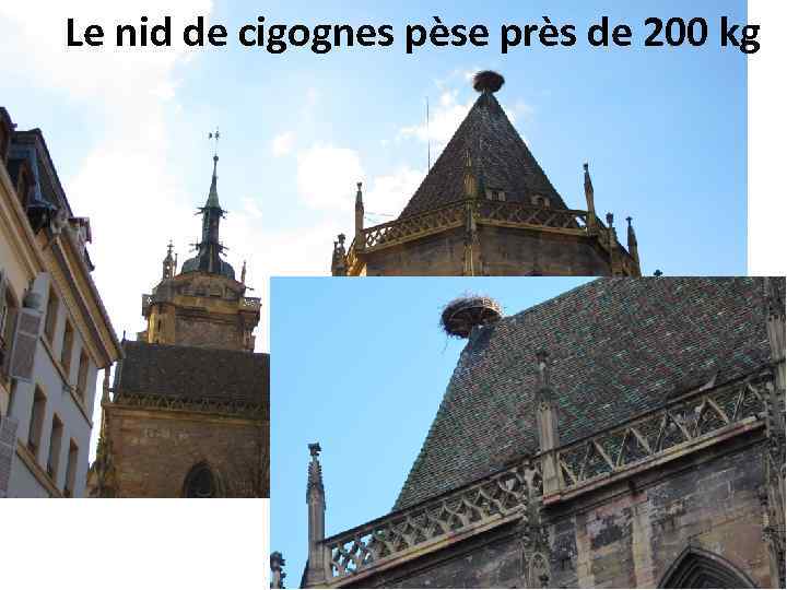 Le nid de cigognes pèse près de 200 kg 