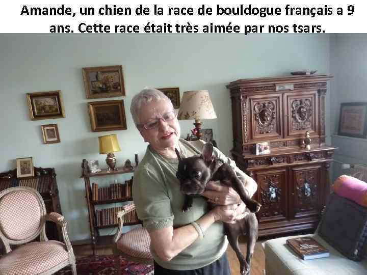 Amande, un chien de la race de bouldogue français a 9 ans. Cette race