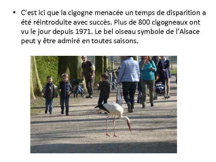  • C’est ici que la cigogne menacée un temps de disparition a été