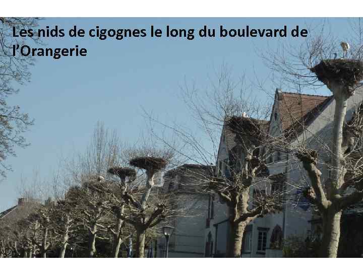 Les nids de cigognes le long du boulevard de l’Orangerie 