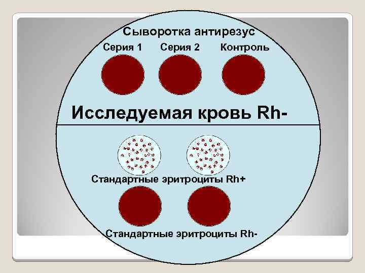 Сыворотка антирезус Серия 1 Серия 2 Контроль Исследуемая кровь Rh- Стандартные эритроциты Rh+ Стандартные