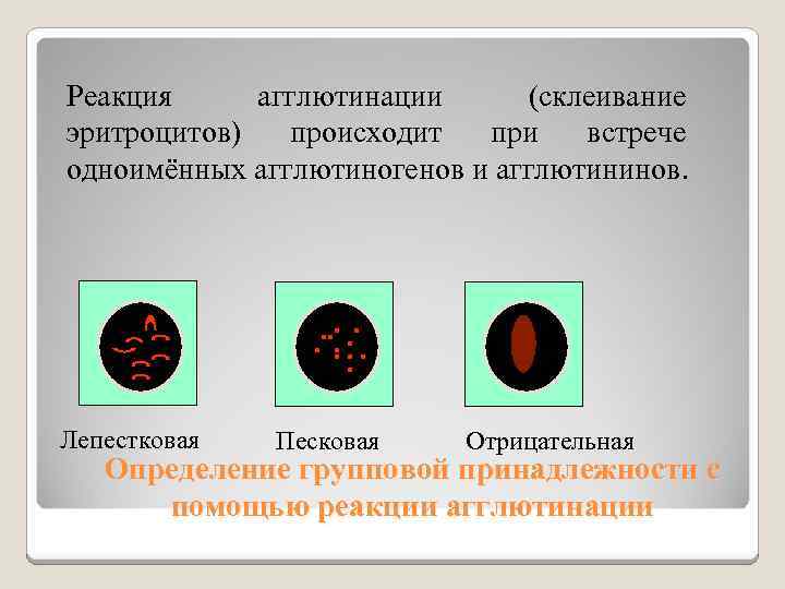 Реакция агглютинации (склеивание эритроцитов) происходит при встрече одноимённых агглютиногенов и агглютининов. Лепестковая Песковая Отрицательная