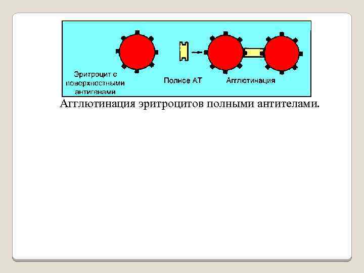 Агглютинация эритроцитов полными антителами. 