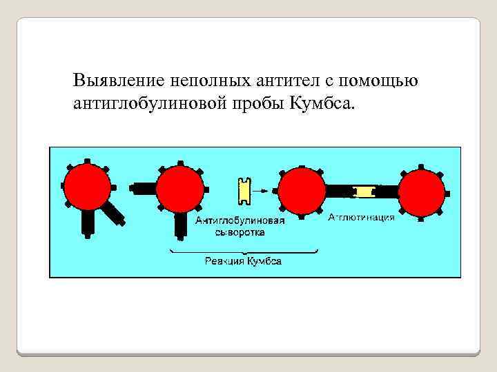 Выявление неполных антител с помощью антиглобулиновой пробы Кумбса. 