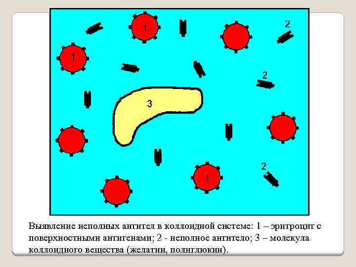 Выявление неполных антител в коллоидной системе: 1 – эритроцит с поверхностными антигенами; 2 -