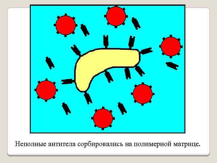 Неполные антитела сорбировались на полимерной матрице. 