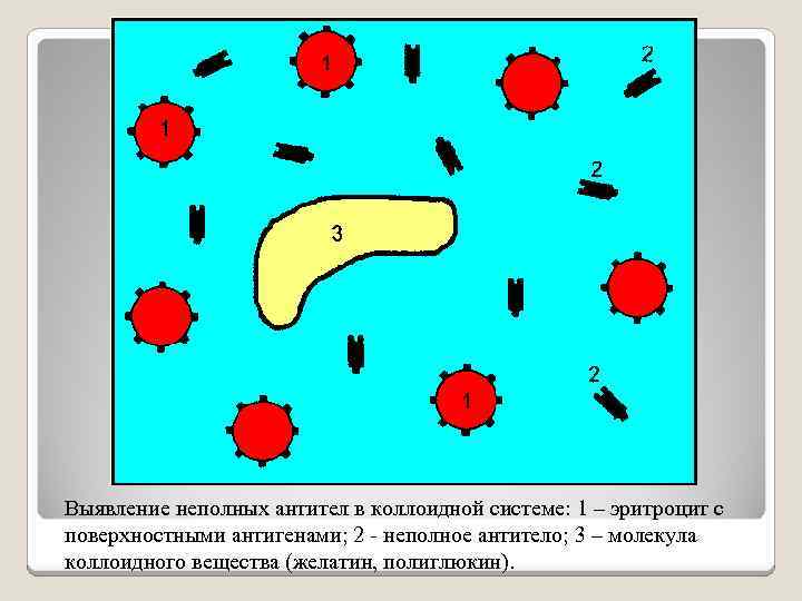 Выявление неполных антител в коллоидной системе: 1 – эритроцит с поверхностными антигенами; 2 -