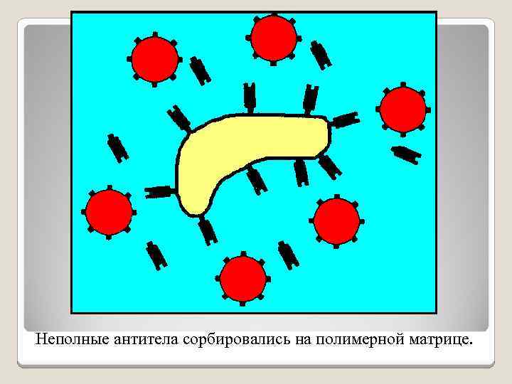 Неполные антитела сорбировались на полимерной матрице. 