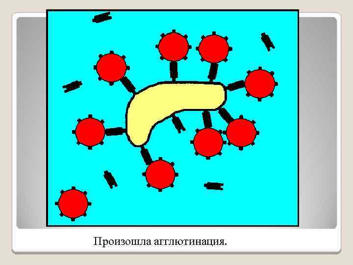 Произошла агглютинация. 