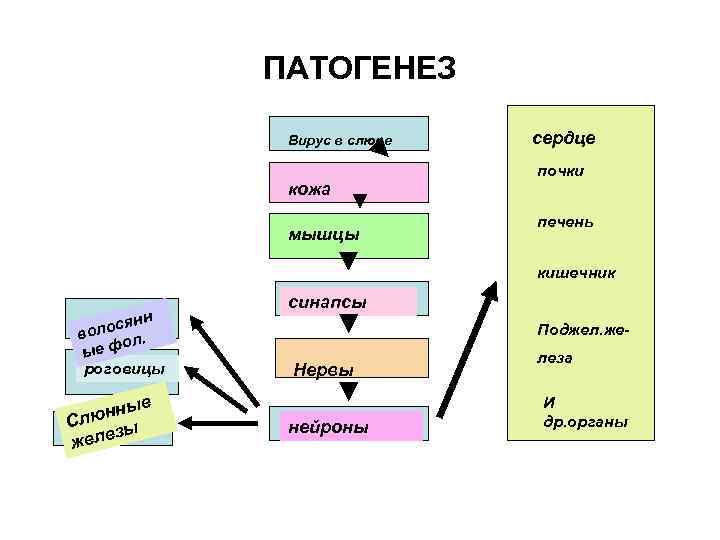 ПАТОГЕНЕЗ Вирус в слюне кожа мышцы сердце почки печень кишечник нн лося во л.