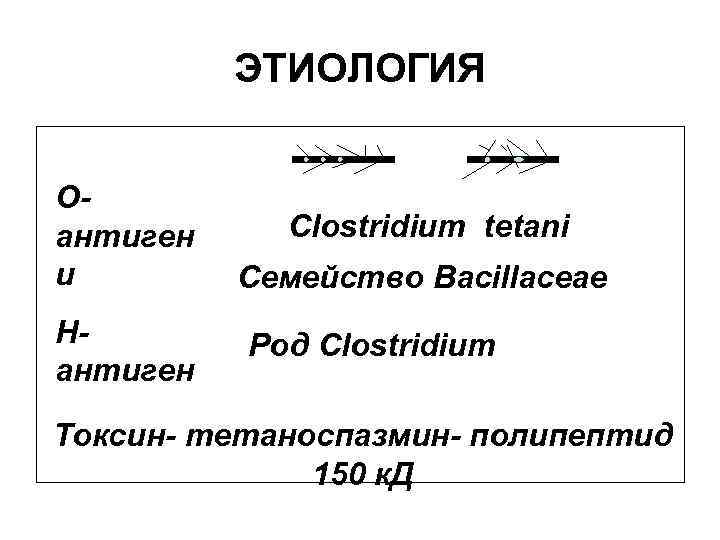 ЭТИОЛОГИЯ Оантиген и Нантиген Clostridium tetani Семейство Bacillaceae Род Clostridium Токсин- тетаноспазмин- полипептид 150