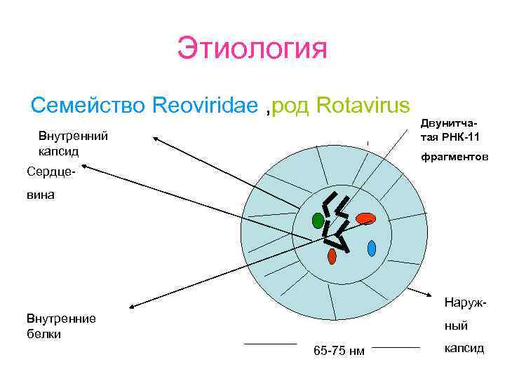 Этиология Семейство Reoviridae , род Rotavirus Внутренний капсид Двунитчатая РНК-11 фрагментов Сердцевина Наруж. Внутренние