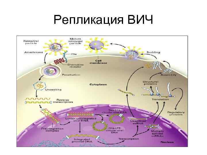 Репликация вич схема