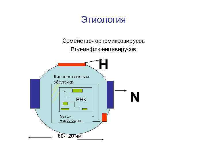 Этиология Семейство- ортомиксовирусов Род-инфлюенцавирусов Н Липопротеидная оболочка РНК Матр. и мембр. белки 80 -120