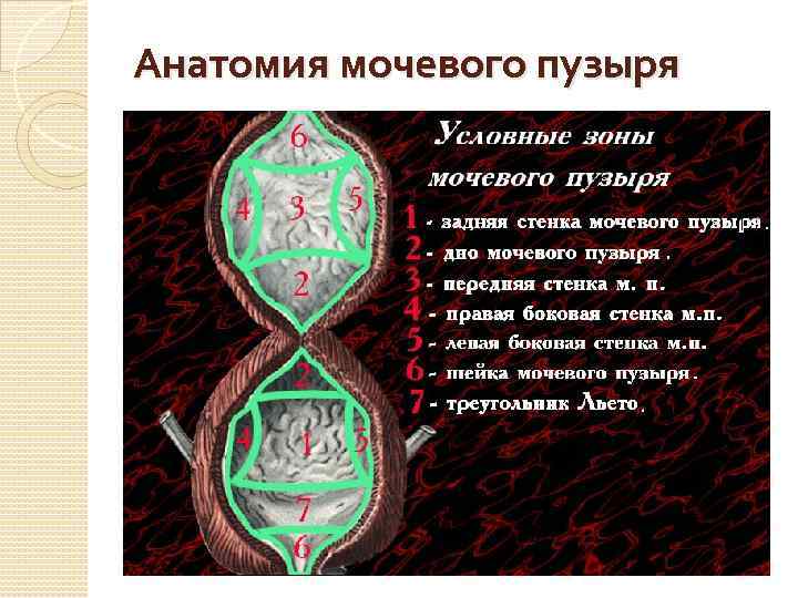 Анатомия мочевого пузыря 