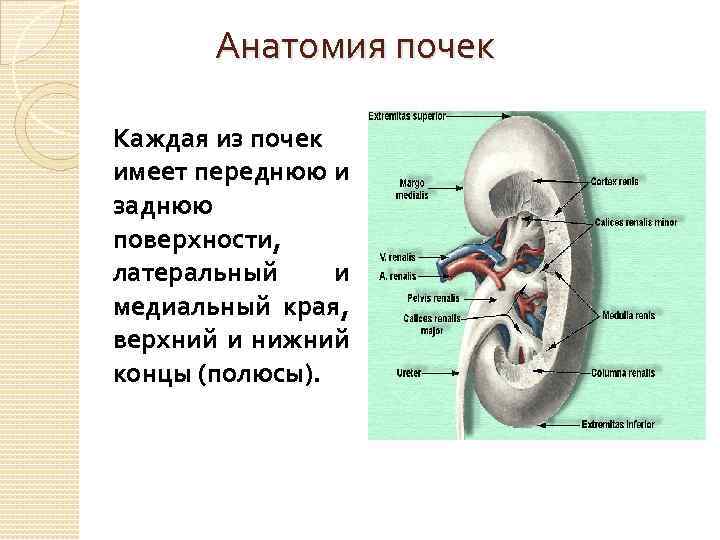 Анатомия почек Каждая из почек имеет переднюю и заднюю поверхности, латеральный и медиальный края,
