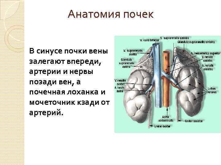Анатомия почек В синусе почки вены залегают впереди, артерии и нервы позади вен, а