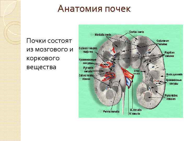 Анатомия почек Почки состоят из мозгового и коркового вещества 