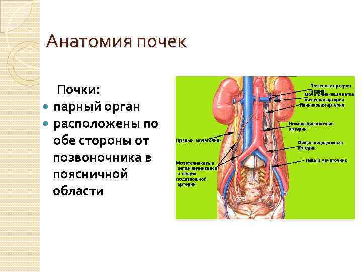 Анатомия почки человека в картинках