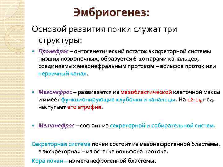Эмбриогенез: Основой развития почки служат три структуры: Пронефрос – онтогенетический остаток экскреторной системы низших