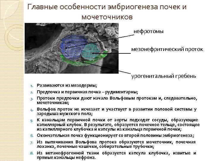 Главные особенности эмбриогенеза почек и мочеточников нефротомы мезонефритический проток урогенитальный гребень 1. 2. 3.