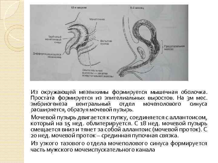 Из окружающей мезенхимы формируется мышечная оболочка. Простата формируется из эпителиальных выростов. На 3 м