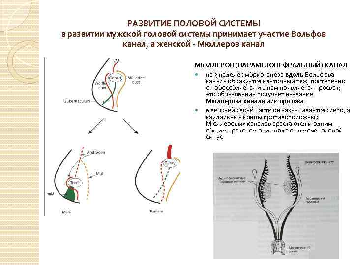 РАЗВИТИЕ ПОЛОВОЙ СИСТЕМЫ в развитии мужской половой системы принимает участие Вольфов канал, а женской