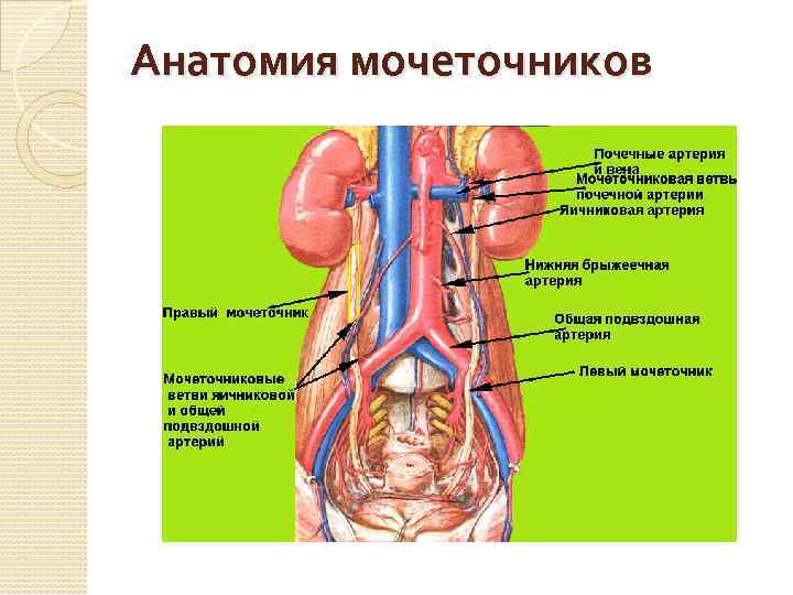 Анатомия мочеточников 