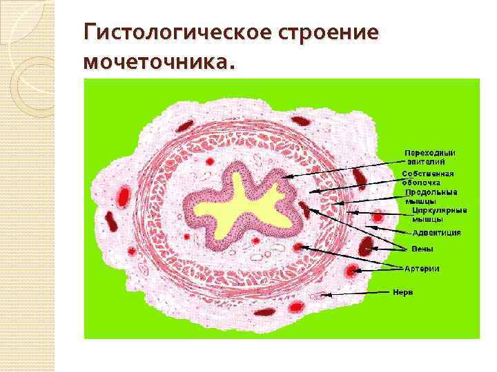 Гистологическое строение мочеточника. 