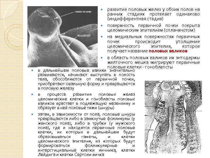 развитие половых желез у обоих полов на ранних стадиях протекает одинаково (индифферентная стадия) поверхность