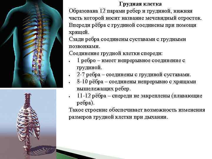 Грудная клетка Образована 12 парами ребер и грудиной, нижняя часть которой носит название мечевидный
