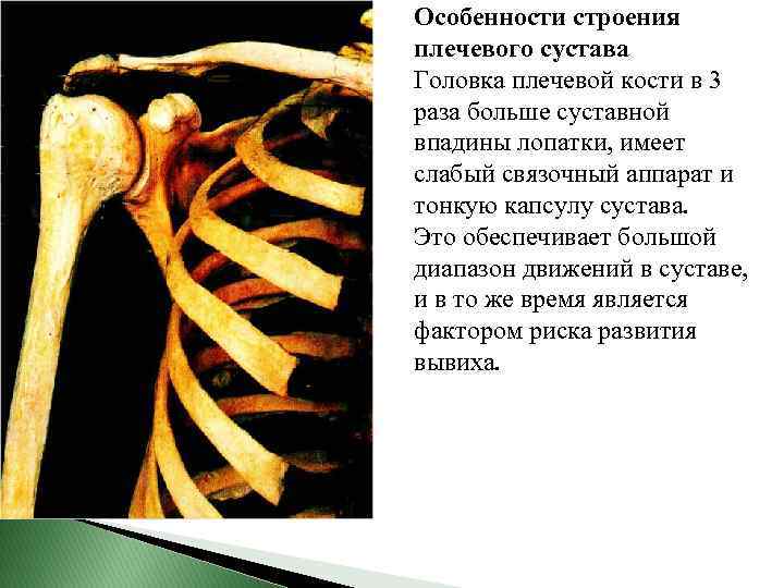 Особенности строения плечевого сустава Головка плечевой кости в 3 раза больше суставной впадины лопатки,